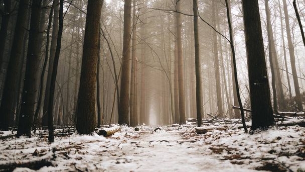 beautiful winter forest with snow - Foto, Imagem
