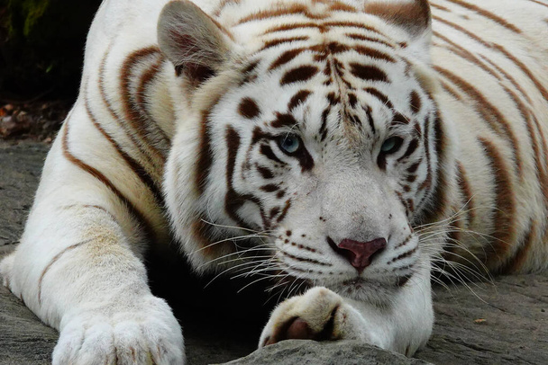 bengal tiger in the zoo - Photo, Image