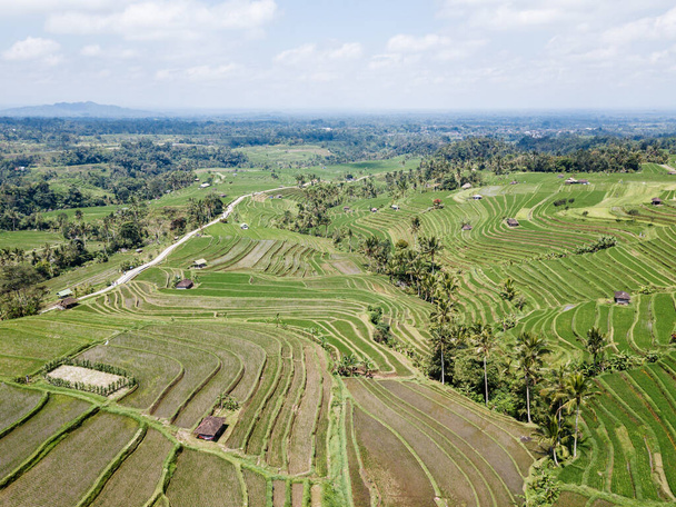 aerial view of rice fields in the morning - Φωτογραφία, εικόνα