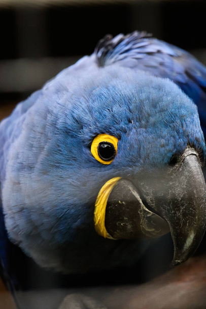 close up portrait of a bird - Foto, Bild
