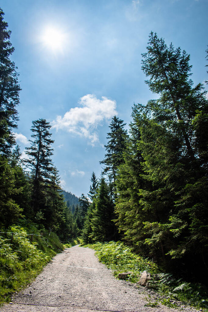 山の風景緑の森青い尾根手前に松の木 - 写真・画像