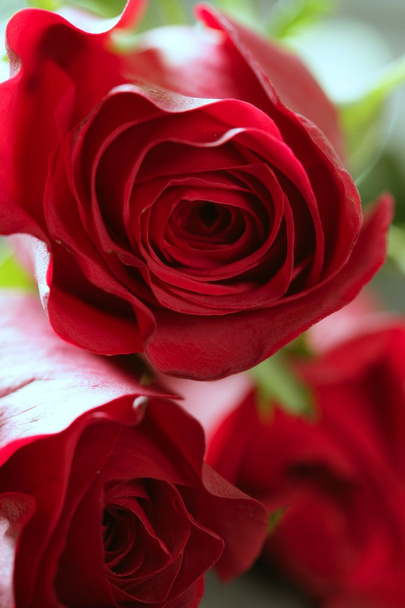 Beautiful rose flower over red petals - Valokuva, kuva