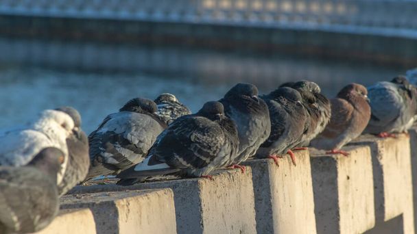 Pigeons sit in a row on a concrete fence on the river embankment on a sunny winter day in the city. Selective focus. A flock of pigeons basks together. Teamwork and urban concepts. - Foto, imagen