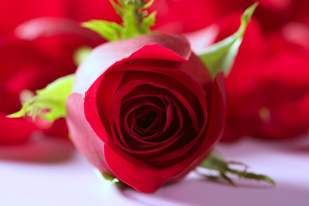 Beautiful rose flower over red petals - 写真・画像