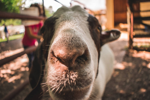 a closeup shot of a cute cow in a farm - Foto, Bild