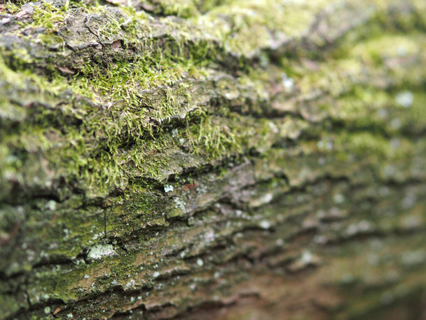 close up of a tree bark - Φωτογραφία, εικόνα
