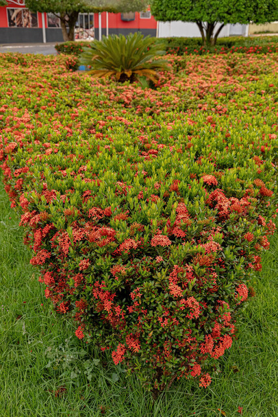Chinese Ixora Plant Flower of the species Ixora chinensis - Photo, Image