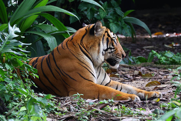 tiger in the zoo - Foto, Imagen