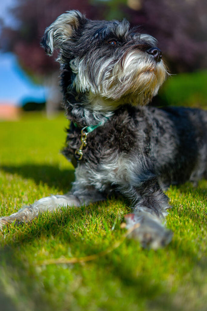 dog breed yorkshire terrier on a green lawn - Foto, Imagen