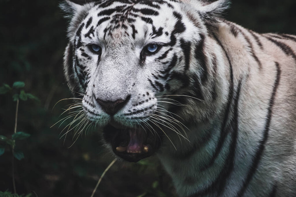 close up of a white tiger - Фото, зображення