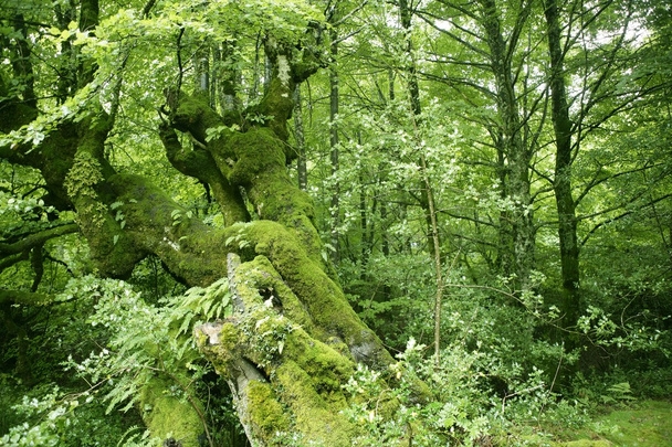 Beech green magic forest woods - Fotó, kép