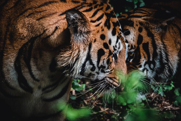 bengal tigers in the zoo - Foto, Imagem