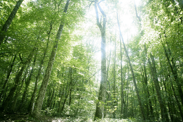 lasy bukowe zielony las magia - Zdjęcie, obraz