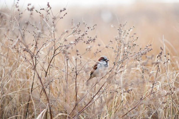 beautiful bird in nature - Valokuva, kuva