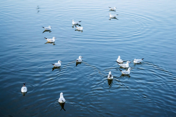 Gulls swimming in the Herastrau lake, Bucharest, Romania. - Fotoğraf, Görsel