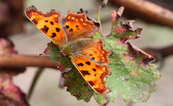 оранжевая бабочка с коричневыми пятнами
 - Фото, изображение