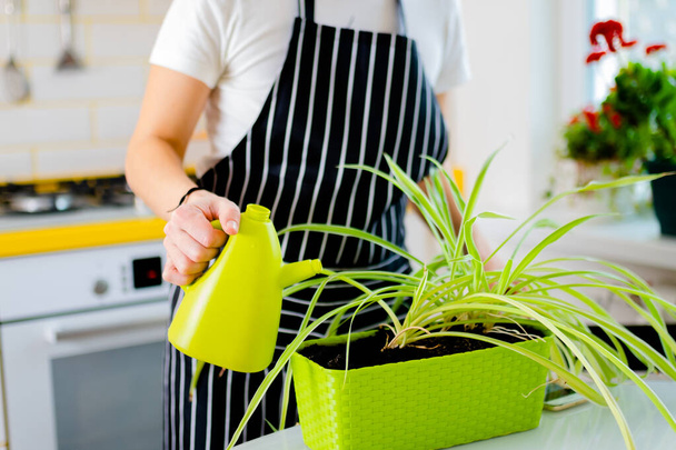 Mulher planta de sala de rega em vaso de regar lata verde. conceito de jardinagem e conforto doméstico - Foto, Imagem