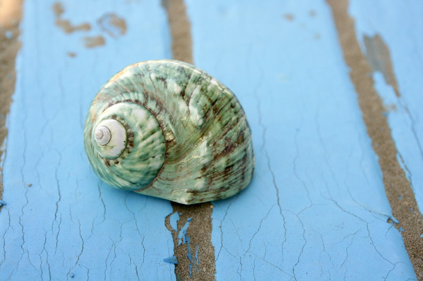 Blue wooden beach floor green sea shell - Φωτογραφία, εικόνα