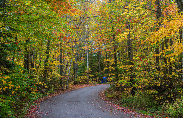 Colorful trees in Killarney Park in fall time, Canada - Foto, imagen