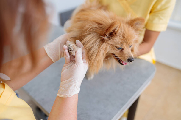Vrouwelijke dierenarts uitvoeren van medisch onderzoek van de hond in het kantoor van de arts - Foto, afbeelding