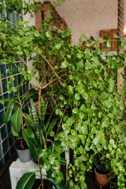 Odadaki kil çömlekte sera bitkileri. Evin çevresinin peyzajı. Gösterişsiz bitki. dikey içerik, seçici odak - Fotoğraf, Görsel