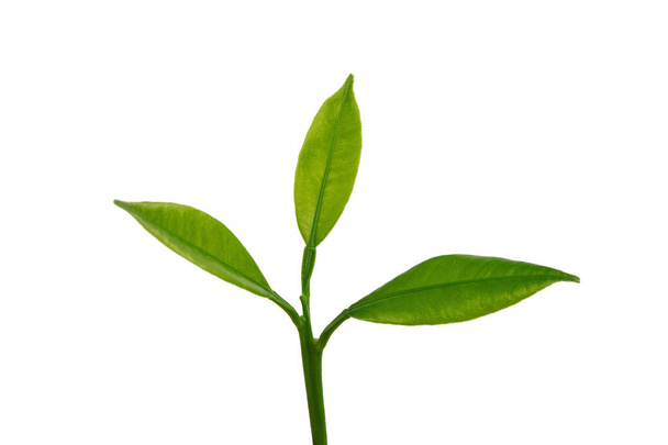 lemon tree branch with green leaves, isolated on a white background - Φωτογραφία, εικόνα