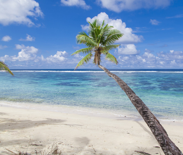 Tropical Samoa - Photo, Image
