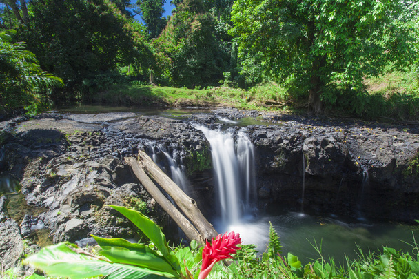 Trooppiset Samoa
 - Valokuva, kuva