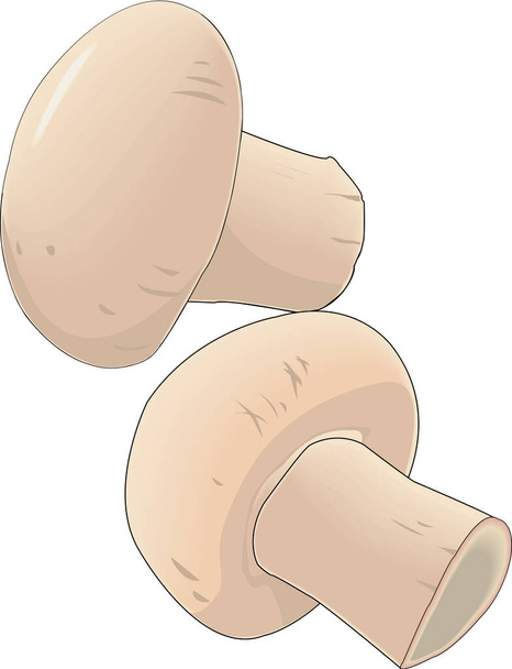 Čerstvé houby vektorové ilustrace - Vektor, obrázek