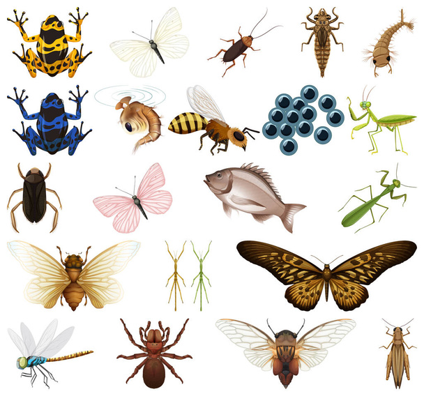 Erilaisia hyönteisiä ja eläimiä valkoisella taustalla kuva - Vektori, kuva