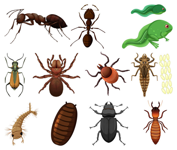 Διαφορετικά είδη εντόμων και ζώων σε λευκό φόντο εικονογράφηση - Διάνυσμα, εικόνα