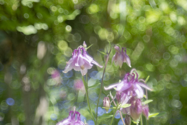 Flowers of an acquelei against a blurred background with shallow depth of field - Photo, Image