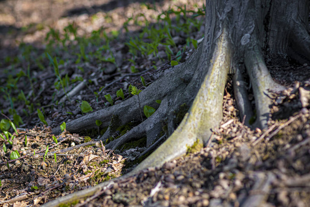 a closeup shot of a tree stump - Fotó, kép