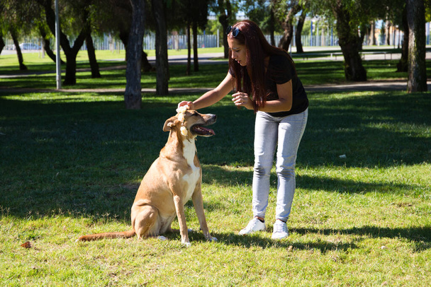 Взрослая женщина играет со своей собакой в парке и веселится. Еще один член семьи. Концепция домашних животных. 4 октября Всемирный день домашних животных. - Фото, изображение