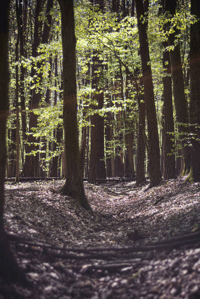 forest in the morning - Valokuva, kuva