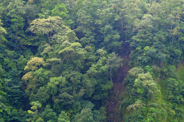 Wilder Wald mit großen, alten, üppigen Bäumen im tropischen Regenwald. - Foto, Bild