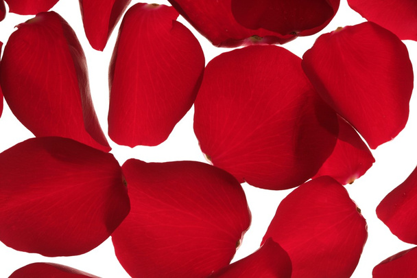 Red rose petals texture background - Φωτογραφία, εικόνα