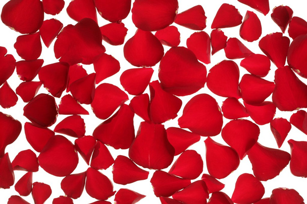 Red rose petals texture background - Фото, зображення