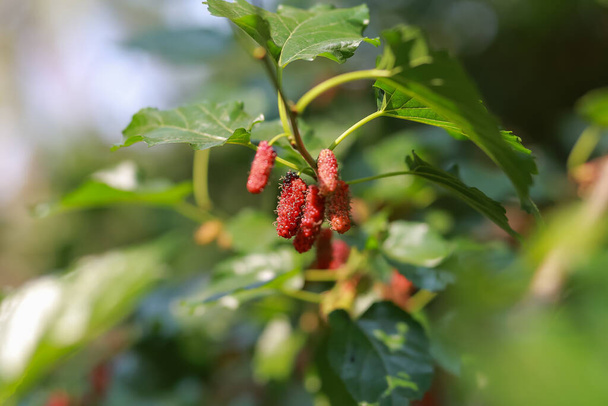 Fresh mulberries on the plant look delicious. Healthy and delicious fruit makes you feel refreshed. Mulberry Summer in Thailand - Photo, Image