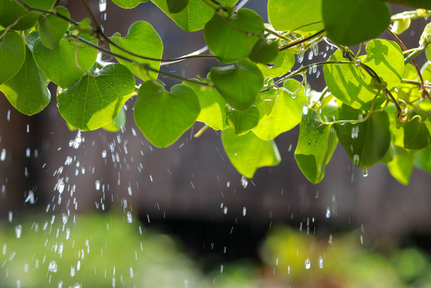 Τα φύλλα υποστηρίζουν σταγόνες βροχής και οι καταρράκτες χτυπούν τον ήλιο. Τις ζεστές μέρες, τα δέντρα χρειάζονται νερό, τις βροχερές μέρες ο ήλιος φαίνεται φρέσκος, φωτεινός και ζουμερός. - Φωτογραφία, εικόνα