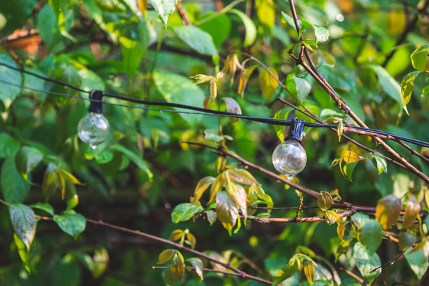 Close-up, old-style spherical bulb, vintage style, outside, raindrop, natural leaf background. - Φωτογραφία, εικόνα