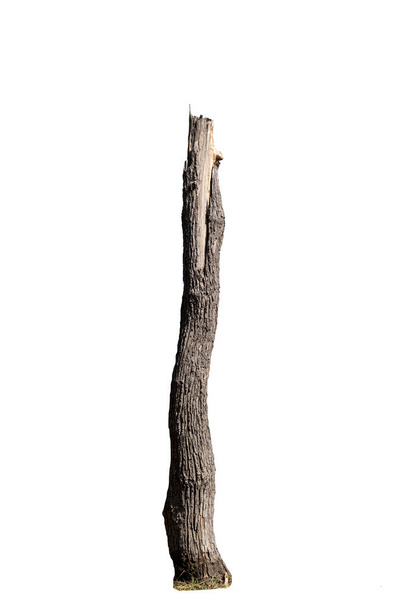 Dying trees isolated on a white background - Photo, Image