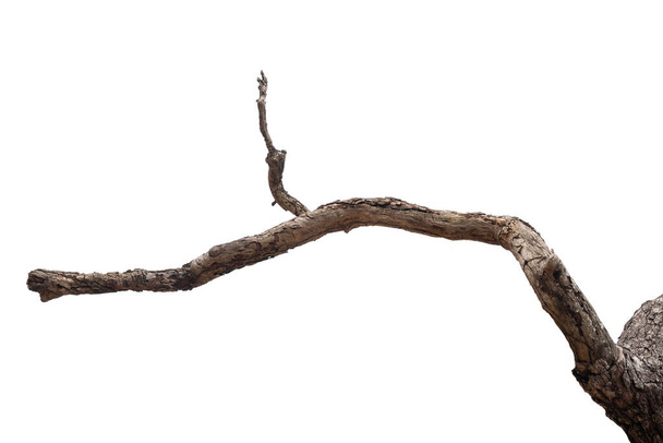 ramos secos, ramos secos, isolados sobre fundo branco - Foto, Imagem