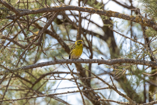 yellow bird in a tree on the costa brava - Fotoğraf, Görsel