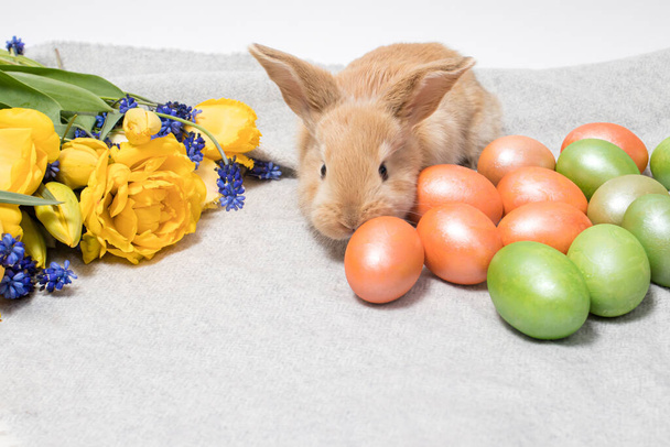 Un lapin de Pâques mignon avec des œufs peints et des fleurs de printemps sur un fond gris, endroit pour le texte. - Photo, image