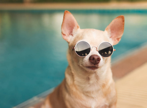 Portrait of brown chihuahua dog wearing sunglasses sitting by swimming pool. - Photo, Image