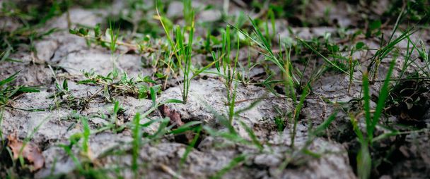 Саженцы, растущие из зерна, падают вскоре после сбора урожая. Плодородная почва. Молодые растения на земле. - Фото, изображение