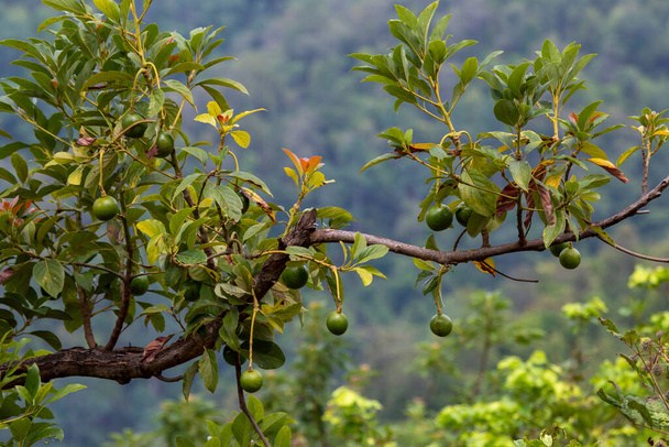 Avokádó gyümölcs Az esős évszak elején nő. A természet egy dombtetőn, Thaiföld Gyümölcs a mezőgazdaság támogatása - Fotó, kép