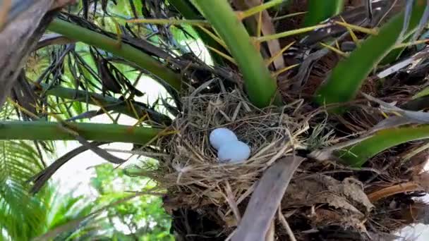 Deux œufs d'oiseaux dans le nid. Nid d'oiseau dans la nature.  - Séquence, vidéo