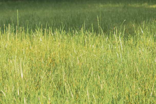 Свежая и молодая зеленая трава на весеннем лугу. Солнечный свет и лучи. Фон - Фото, изображение